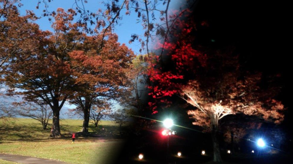 信玄堤公園の紅葉をレポート 昼 夜 アクセス 口コミあり 山梨ガイド