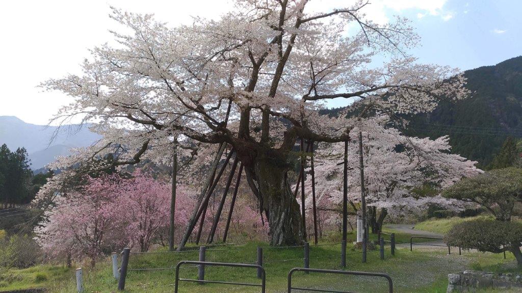 【右側】周囲の桜と重なって大きく見える