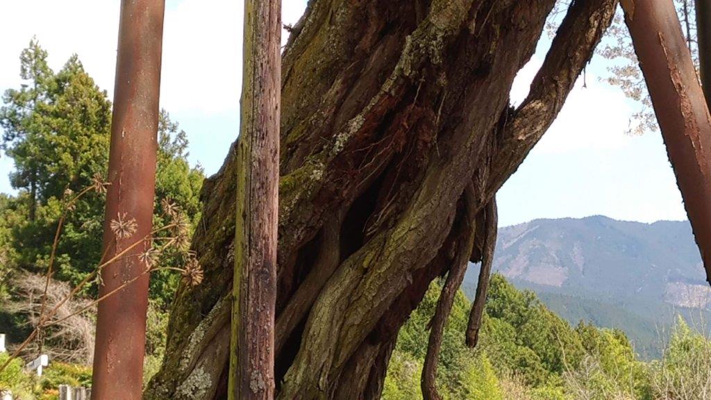 太い大樹が天然記念物の由縁