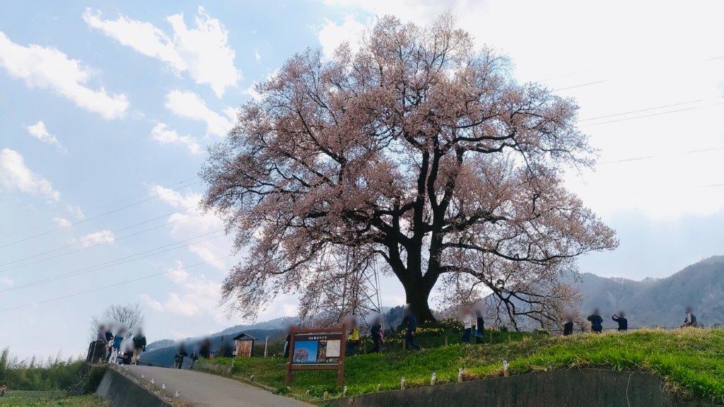 わに塚,桜