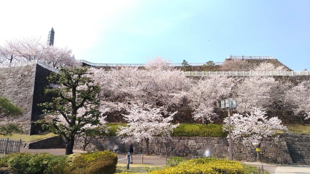 舞鶴城公園,桜