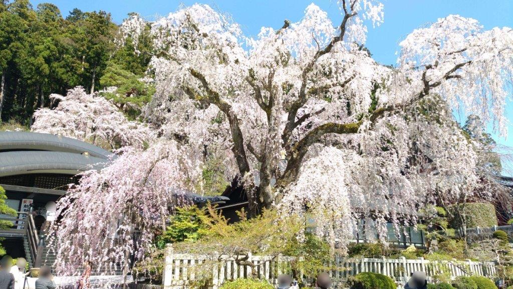 身延山久遠寺の樹齢400年しだれ桜をレポ 見頃 混雑時期 駐車場情報あり 山梨ガイド