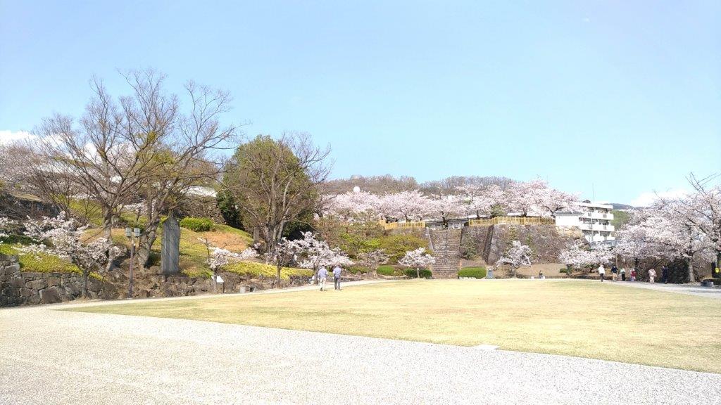 舞鶴城公園,桜